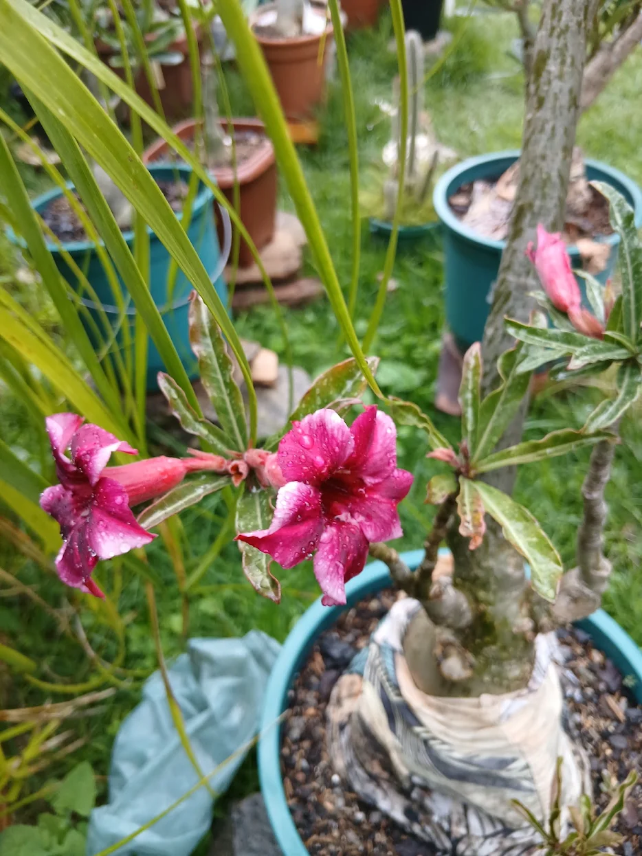 Foto publicada na avaliação de Rosa Celia Dos Reis
