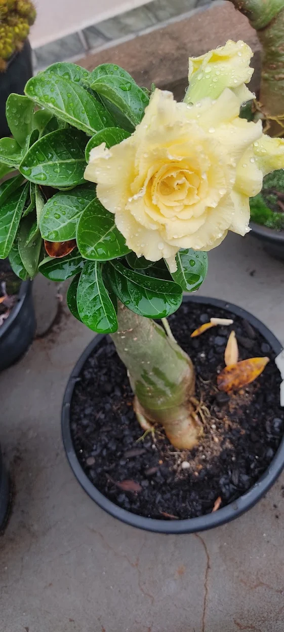 Planta recebida por Elizangela Quintilhano