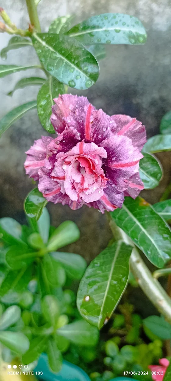 Planta recebida por Rosima Machado