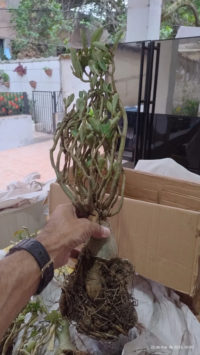 Planta recebida por Linaldo França Soares